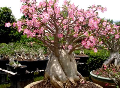 "Socotranum Diamond Crown"